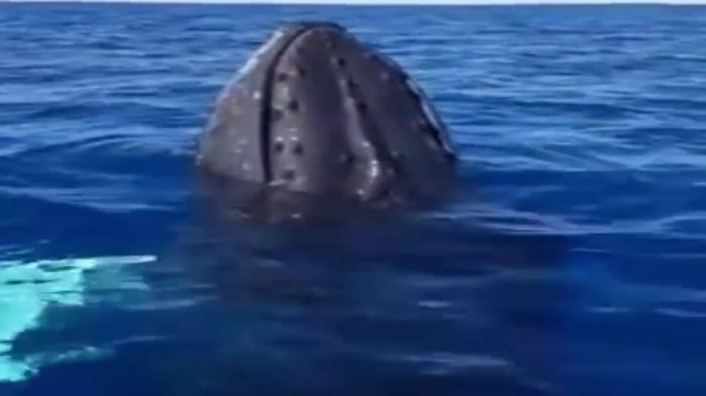  Vídeo: Agentes de Recursos Naturales se encuentran con sociable Ballena, cerca de Mayagüez 