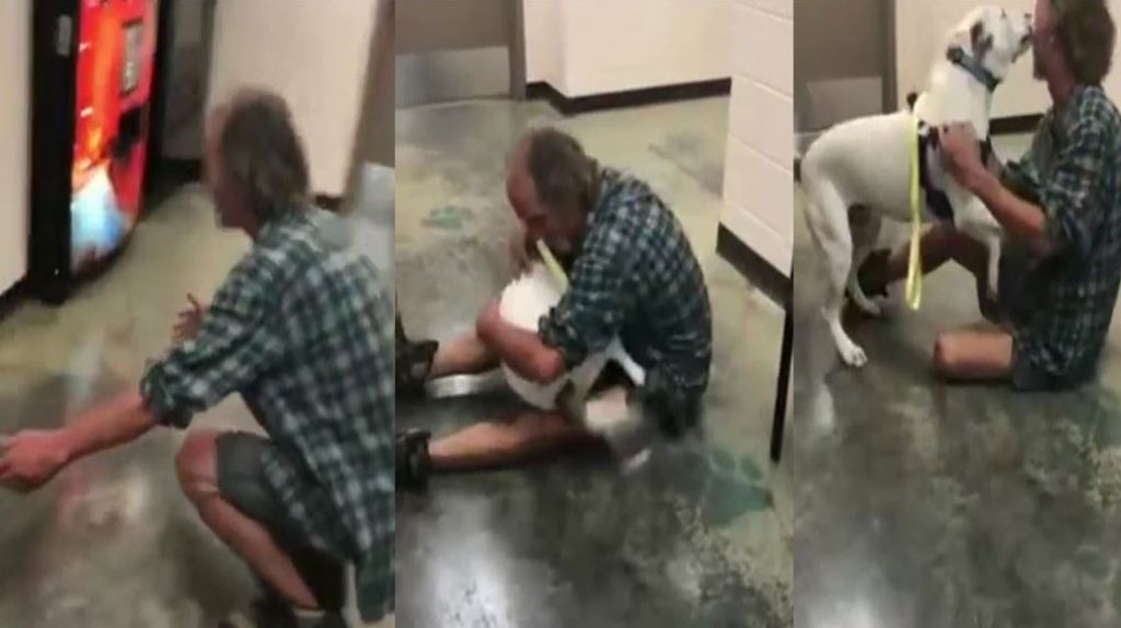  Video: Hermoso reencuentro de un deambulante y su perro perdido 
