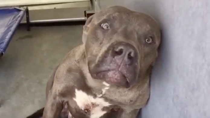 Video: LA REACCIÃN DE UN PIT BULL DE PELEA RESCATADO A SU PRIMERA CARICIA