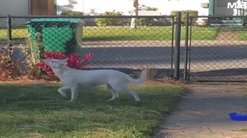 Video: Esta perrita es ciega y sorda, pero aun así sabe cuando llega su humano a la casa 