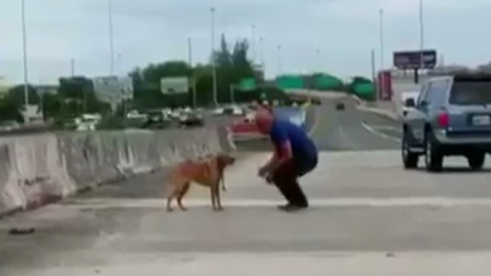Video: Hombre detiene el trÃ¡nsito en marginal de expreso las amÃ©ricas para salvar un perro 