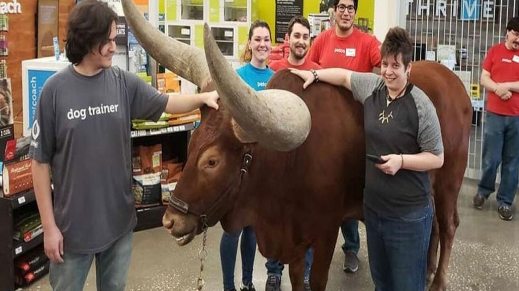  Video:Este hombre de Houston quería ver si es verdad que todos los animales con correa son bienvenidos en Petco... 