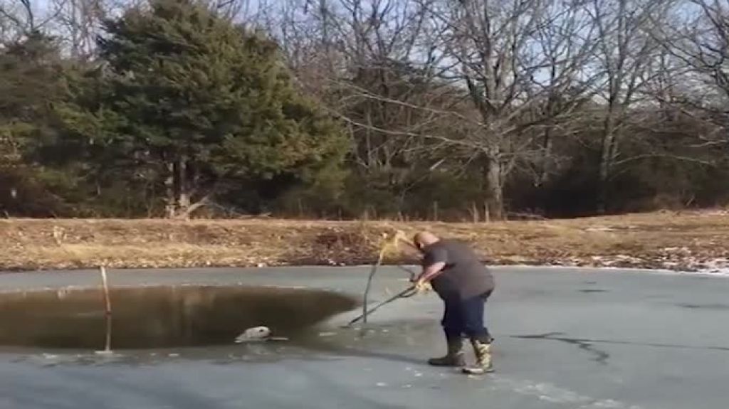  Video: Perro coopera con su rescate al caer en aguas congeladas  