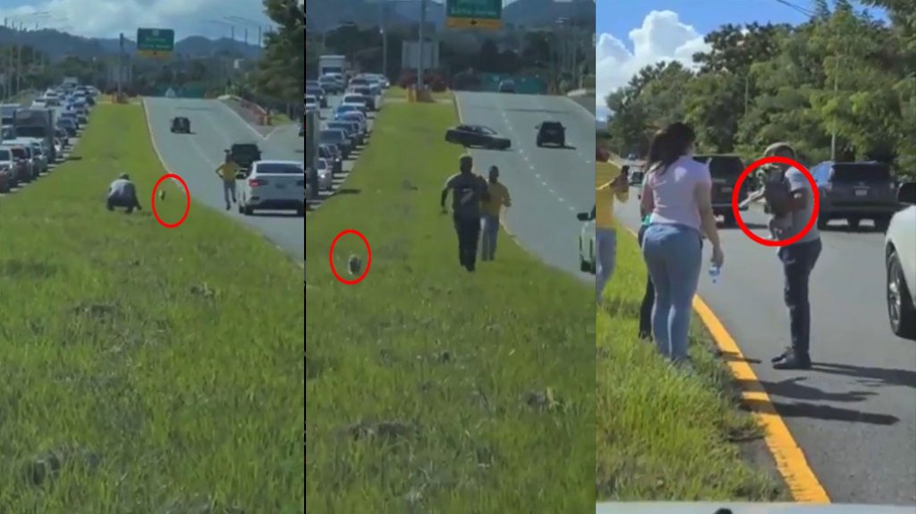  Video de un operativo ciudadano para rescatar un perrito “Miniature Schnauzer” que corría en un expreso 