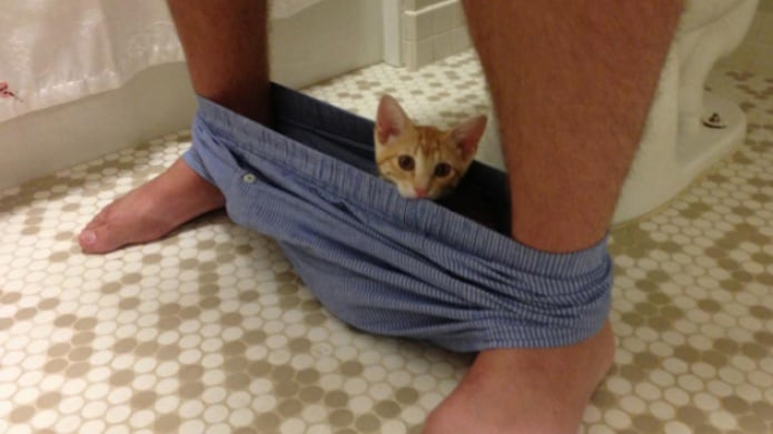 Fotos:Estos felinos no entendieron el significado del âespacio personalâ