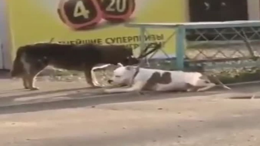  Video: Perro callejero intenta rescatar a otro perro que estaba amarrado 