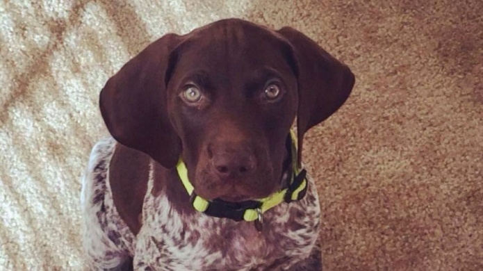 LIKE SI PIENSAS QUE ES UNA HERMOSA MASCOTA