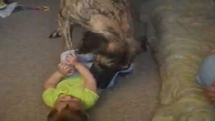 Video: Vea como hasta los animales saben, cÃ³mo jugar con un bebe y no hacerle daÃ±o 