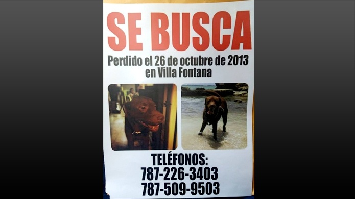 SE BUSCA: Perdido el 26 de octubre de 2013 en Villa Fontana