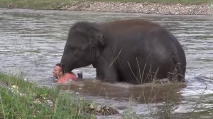 Video: Elefante se mete al rÃ­o para salvar a su cuidador