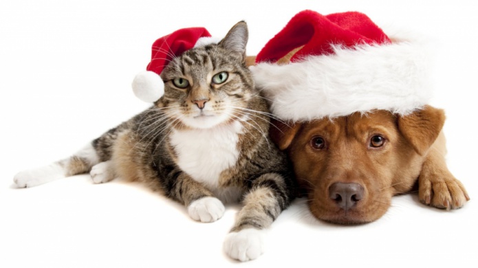 PROTEGE A TU MASCOTA DE LA PIROTECNIA EN LA ÃPOCA NAVIDEÃA