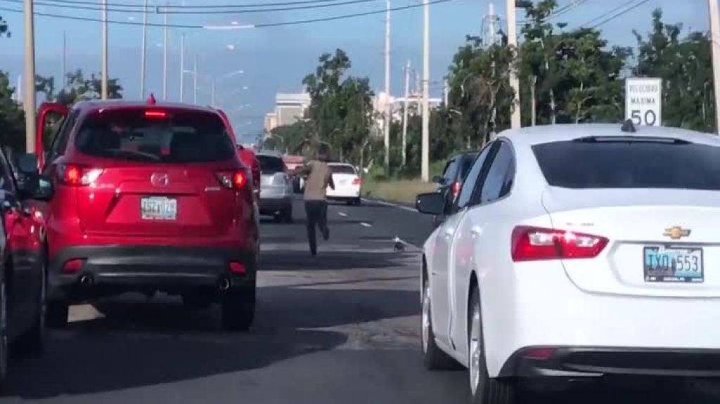  Video: Un perrito chihuahua detiene el tránsito en el expreso Piñero 