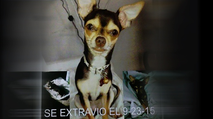 Se busca perrita perdida en BayamÃ³n