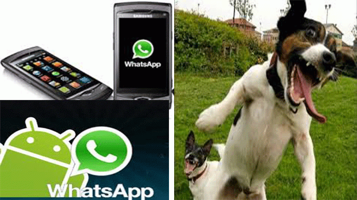 Â¿Quieres ver que PasarÃ­a Si Tu Perro Tuviera whatsapp?
