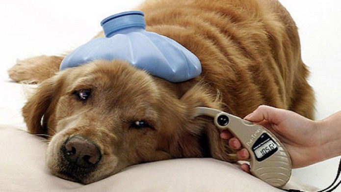 Â¿Como Detectar Si Tu Perro Tiene Lombrices?