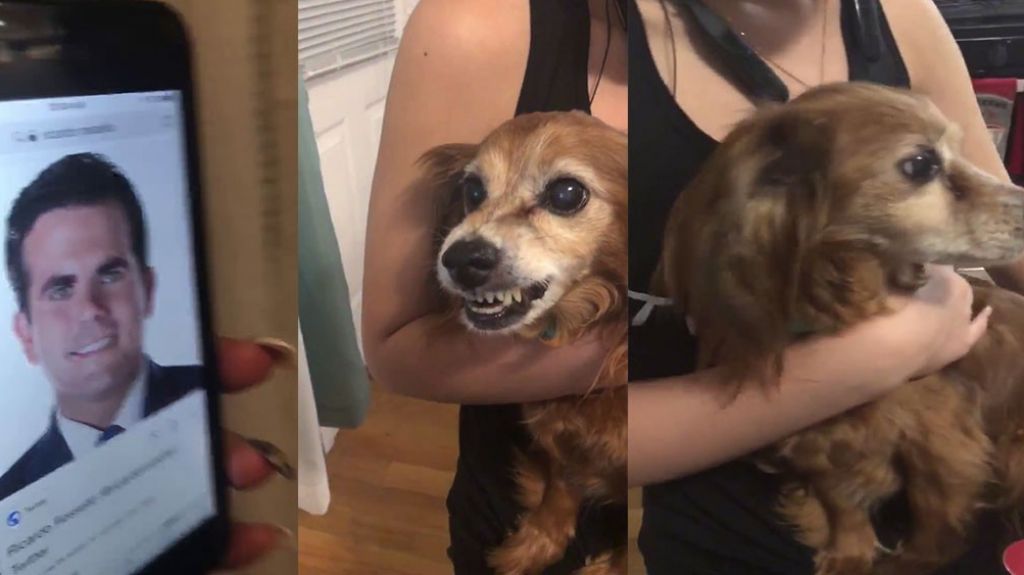  Video: Una perrita que no puede ver la foto del gobernador Roselló 