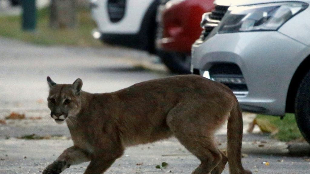  Con los humanos confinados, la naturaleza resurge 