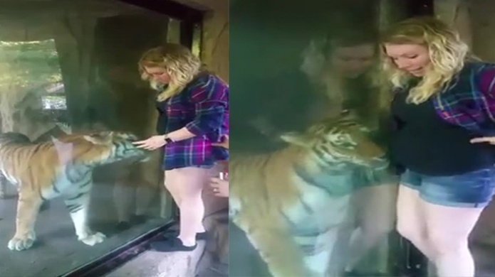 Video: AsÃ­ reaccionÃ³ un Tigre al estar cerca de una mujer embarazada.
