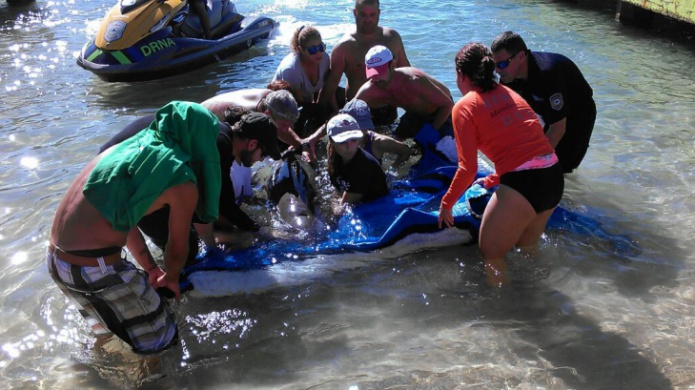CiudadanÃ­a y agencias salvan dos ballenas varadas en playa de Aguadilla, muere una crÃ­a