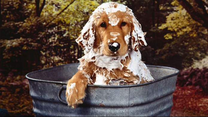 Como EVITAR las garrapatas en tu mascota?