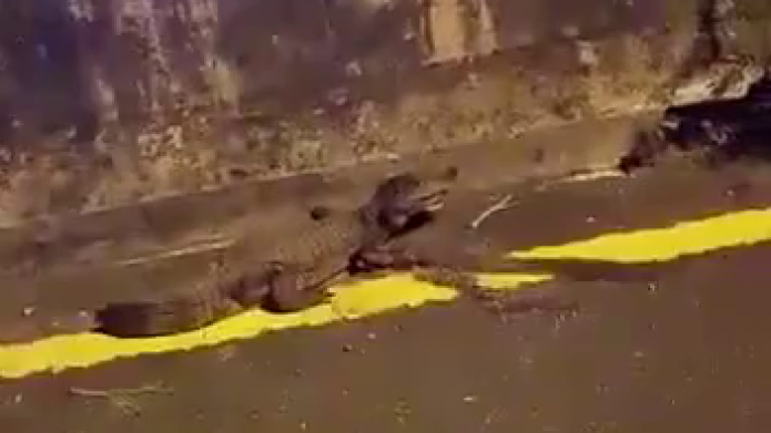 Video: CaimÃ¡n detiene el trÃ¡nsito en Puerto Nuevo