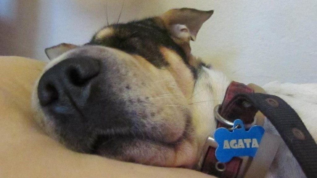  Llaman a hacer los preparativos para las mascotas ante próximo inicio de la temporada de huracanes 