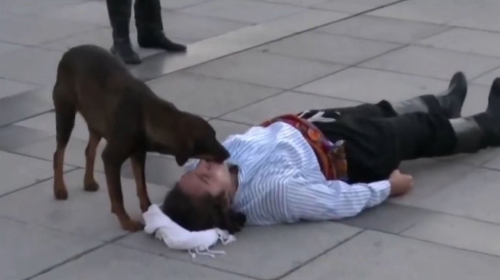  VIDEO: Un perro callejero interrumpe una obra y ayuda a un actor que fingía estar herido 