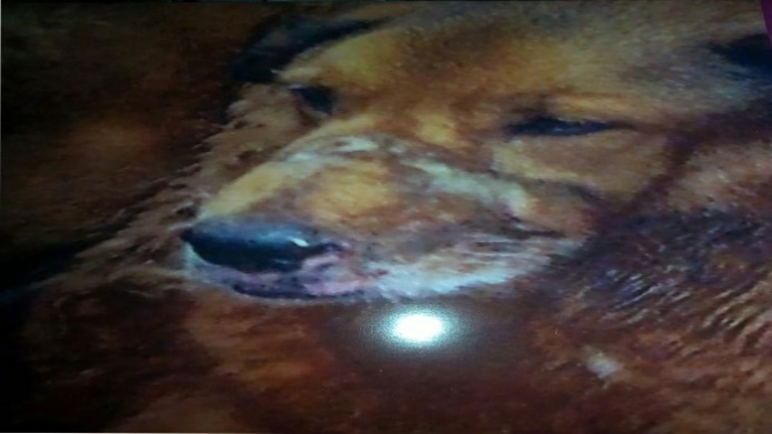 Policia Municipal de San Juan Detiene Menor que echo Acido a tres perros y un gato
(ImÃ¡genes Fuertes)
