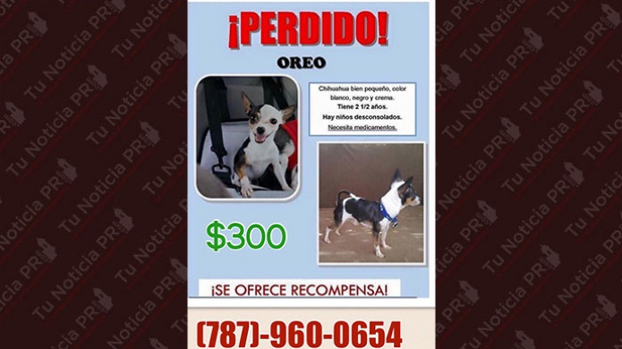Se Busca perrito perdido