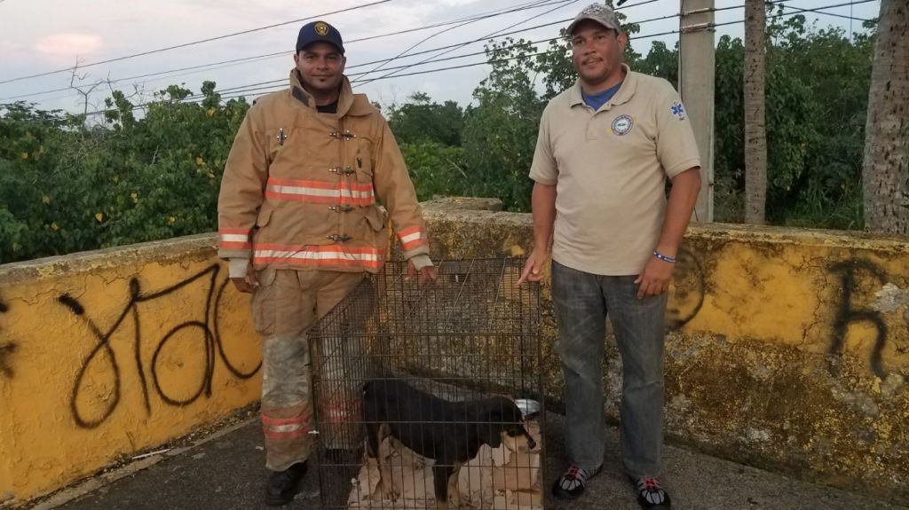  Rescatan una perrita que estaba en una alcantarilla de Toa Baja junto a sus 4 bebes 