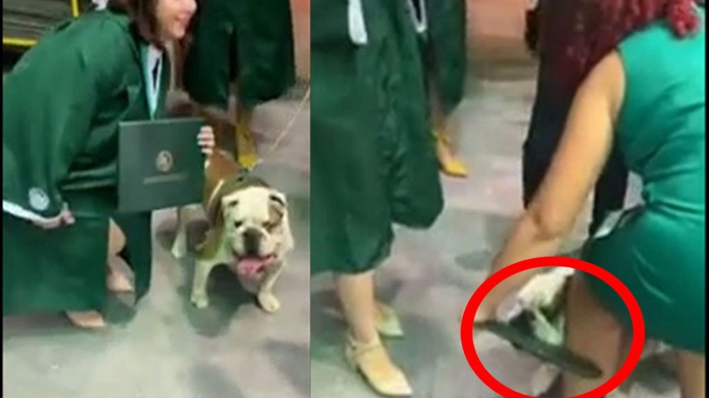  Video: Tarzán el perro mascota de universidad de Mayagüez se come un diploma en la graduación 