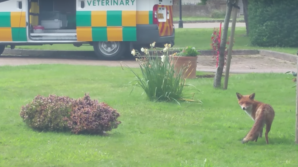  Video: Una Zorra le Aúlla a las personas pidiendo ayuda Para su Cachorro 