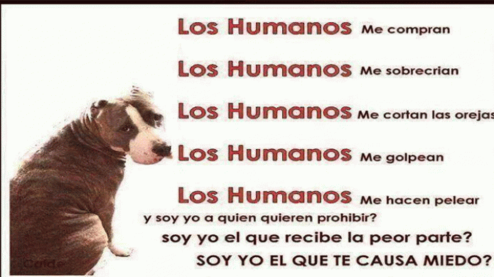 Compartelo si estas en contra de las peleas de Pitbull