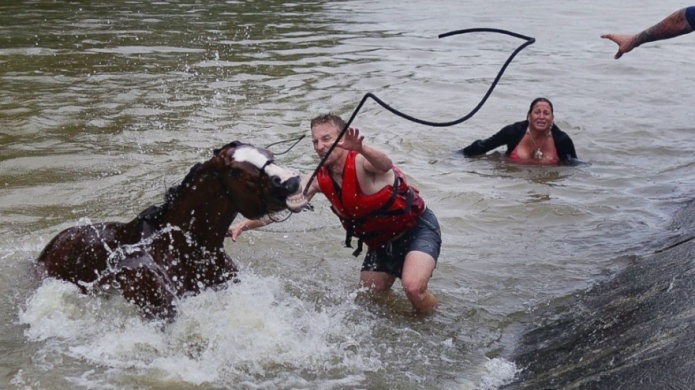 Video dramÃ¡tico de ciudadanos rescatando caballos atrapados en las inundaciones de Houston