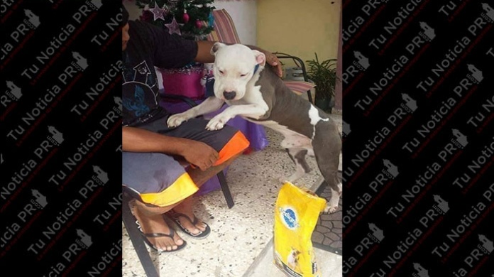  Se Busca: Recompensa por perro Pitbull Blue perdido en Caguas