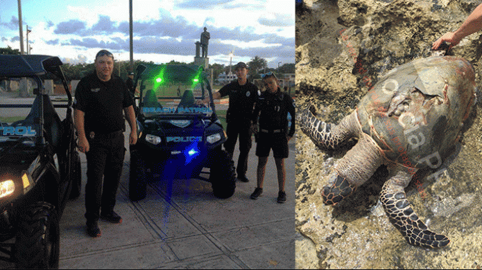 PolicÃ­a Municipal de San Juan, encuentra tortuga "Peje Blanco" muerta en playa del EscambrÃ³n