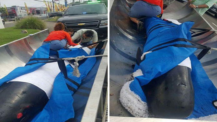 Rescatan Ballena varada en Playa de Isabela