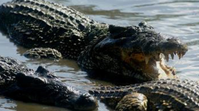 Toman providencias para proteger al cocodrilo cubano