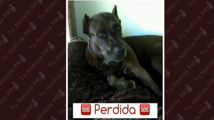 Se Busca: "Terra" se perdiÃ³ en Vista Mar, Carolina