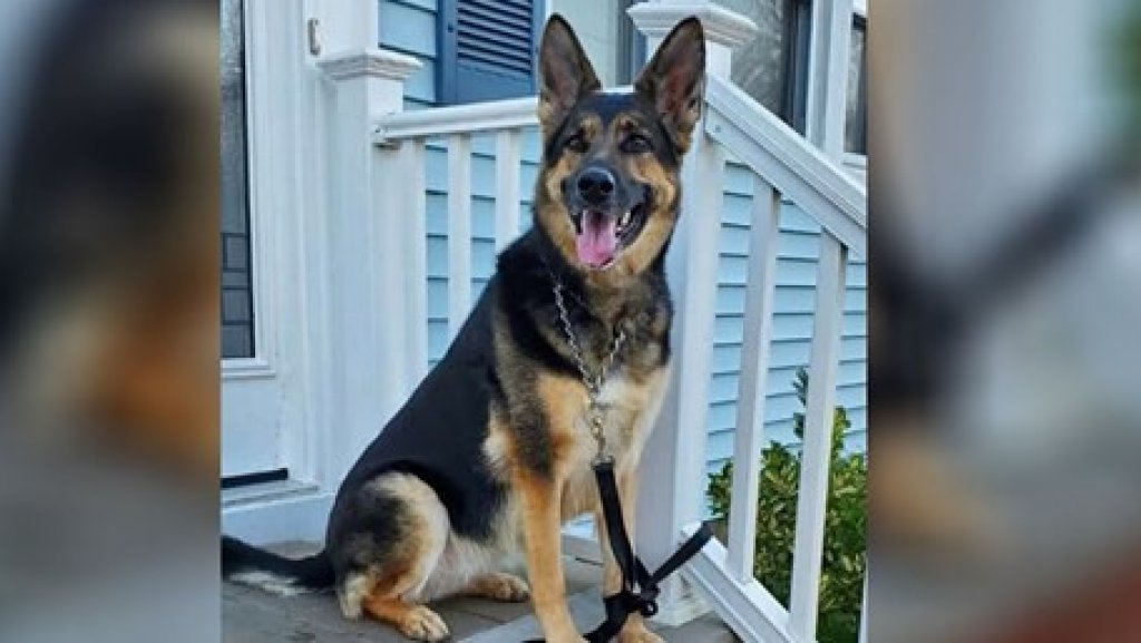  Esta perrita adoptada de un refugio le salva la vida a su dueño 