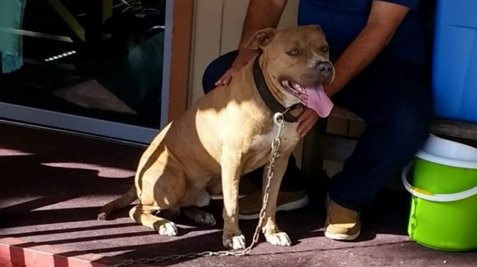  Buscan adopciÃ³n para "Rambo" luego que su dueÃ±o se quitara la vida en BayamÃ³n 