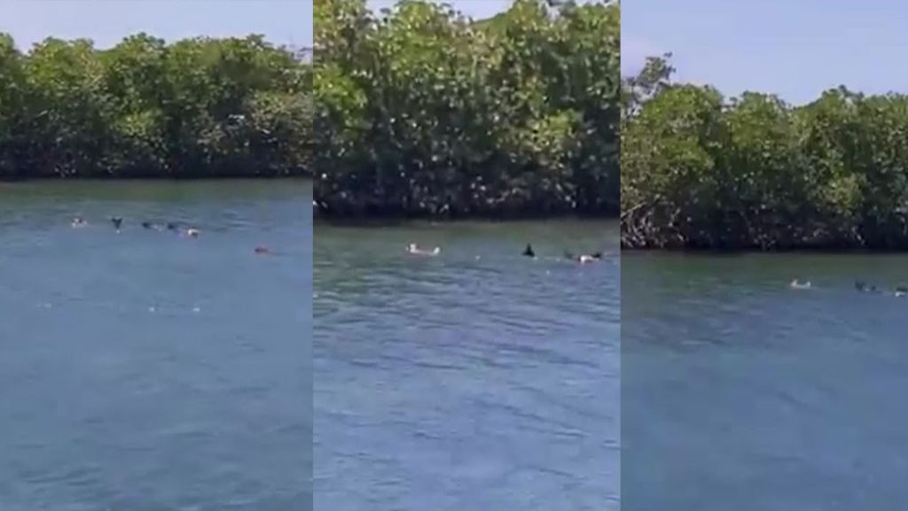  Captan en video varios perros nadando de un islote a otro en la Parguera 