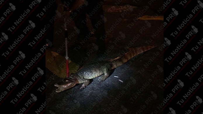 Video: Policia Municipal de Carolina captura CaimÃ¡n