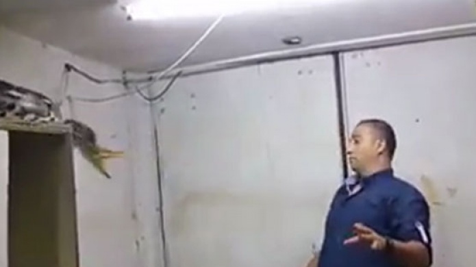 Video: Serpiente "Molesta" ataca a un hombre que la trataba de enjaular  