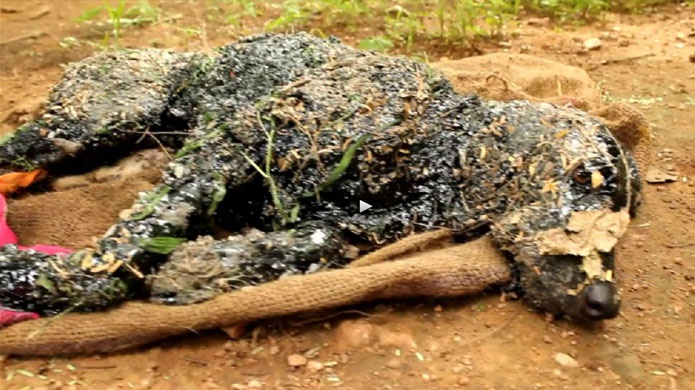 Video: Perro es rescatado despuÃ©s de caer en asfalto caliente