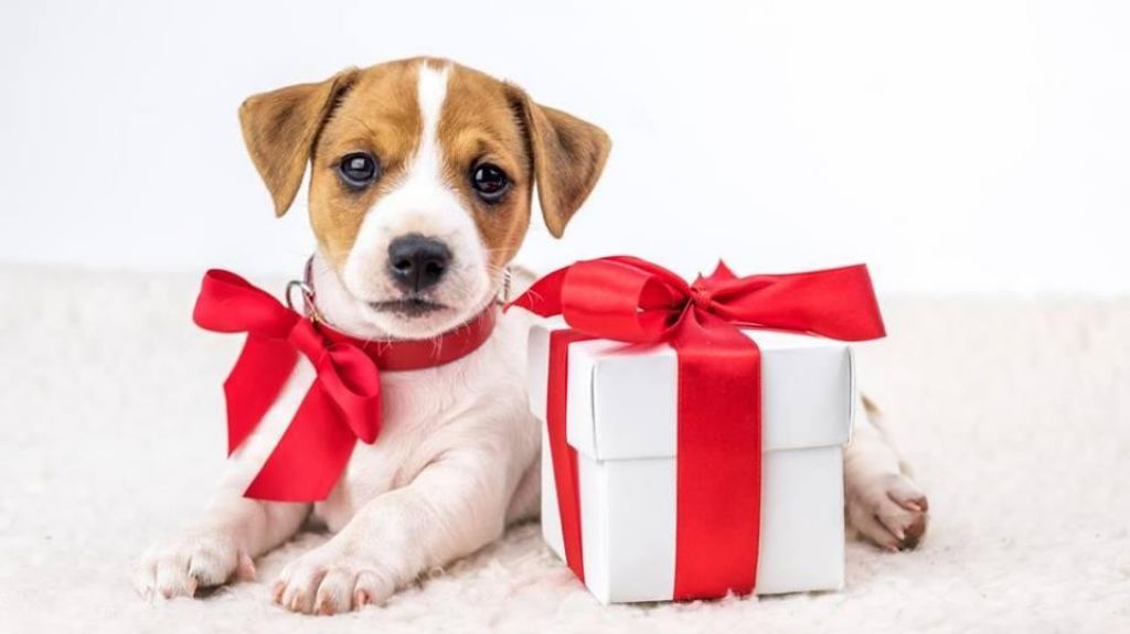  Colegio de Médicos Veterinarios advierte de responsabilidades al recibir una mascota como regalo 
