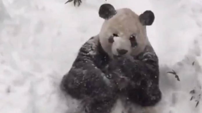 VIDEO: Tormenta de nieve llena de felicidad a oso panda