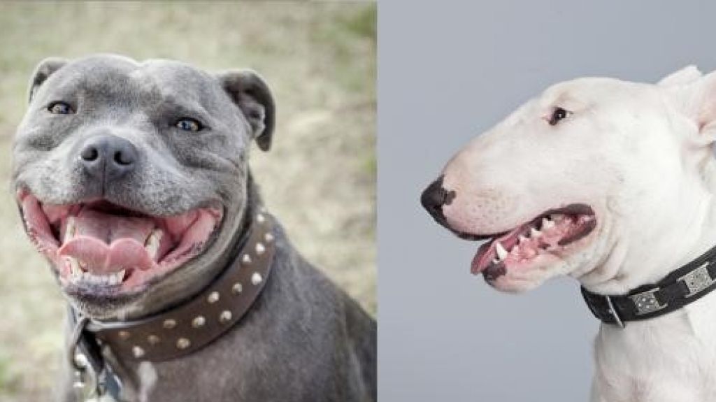  Desde hoy es legal tener cualquier tipo de perro “Pitbull terrier” en Puerto Rico 