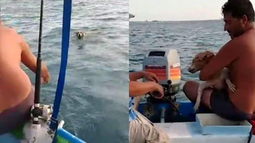  Video: Pescadores rescatan a perrito de morir ahogado en el mar 