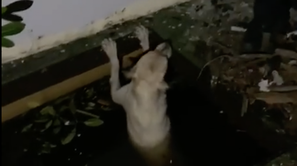  Video: Momento en que rescatan un perrito que cayó dentro de un pozo en 